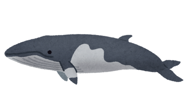 whale_09_minkukujira.png